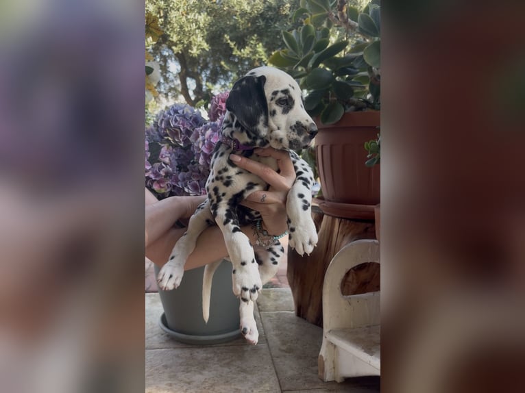 Cuccioli di Dalmata con Pedegree ENCI