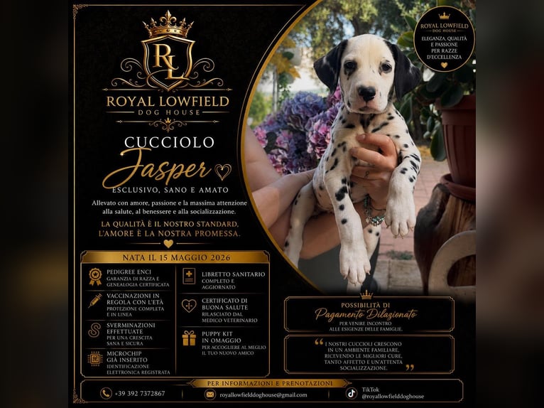 Cuccioli di Dalmata con Pedegree ENCI