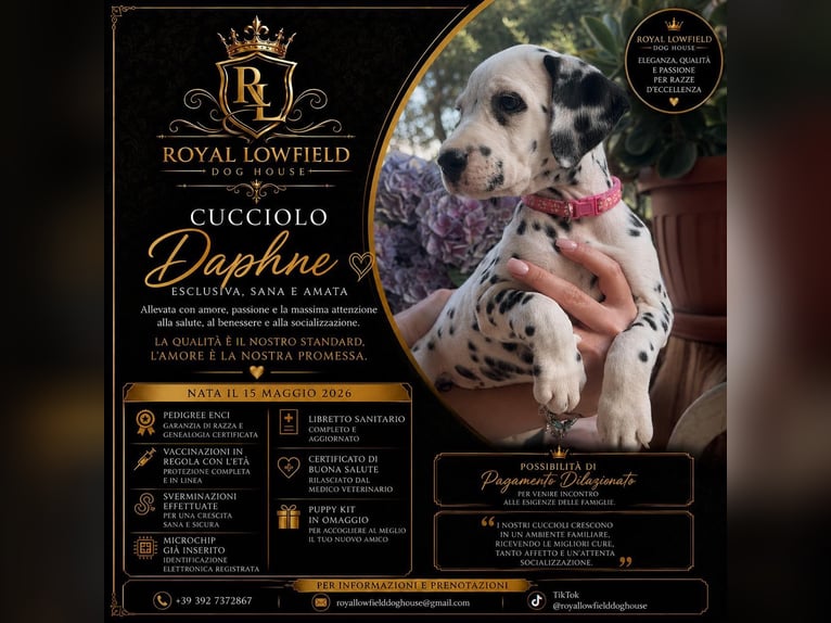 Cuccioli di Dalmata con Pedegree ENCI