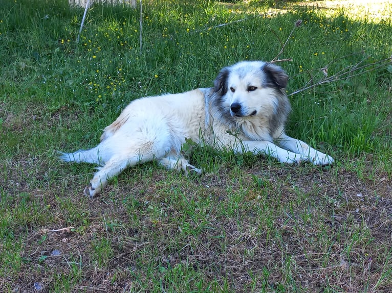 Cuccioli meticci di cane pastore