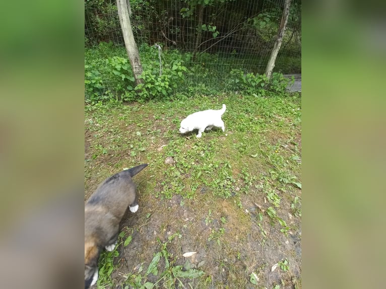 Cuccioli meticci di cane pastore