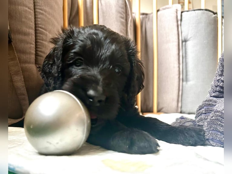 Dolcissimo Labradoodle