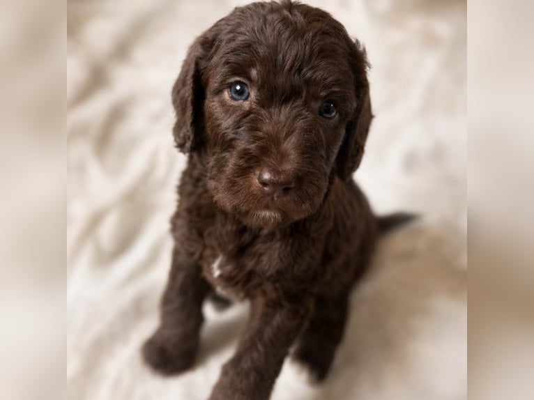 Dolcissimo Labradoodle