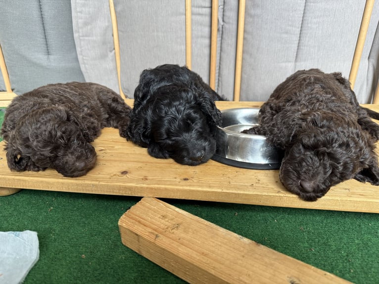 Dolcissimo Labradoodle