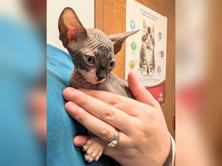 La splendida Sphynx senza pelo