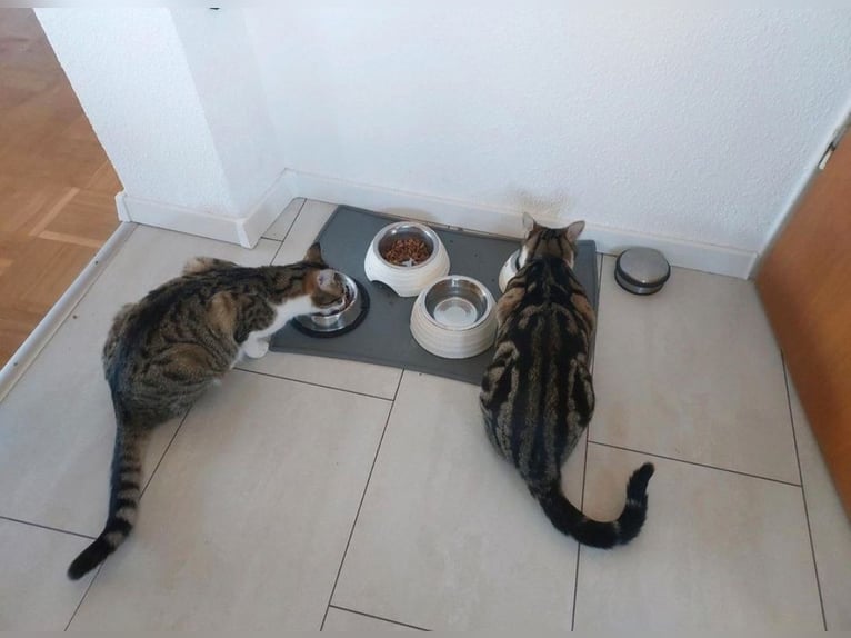 Offro servizio di pet sitting per gatti presso una famiglia di tutela animale.