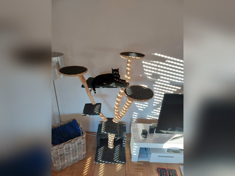 Offro servizio di pet sitting per gatti presso una famiglia di tutela animale.