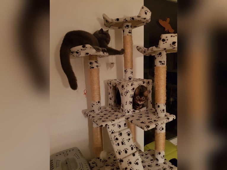 Offro servizio di pet sitting per gatti presso una famiglia di tutela animale.