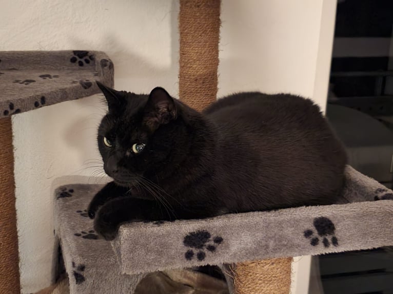 Offro servizio di pet sitting per gatti presso una famiglia di tutela animale.