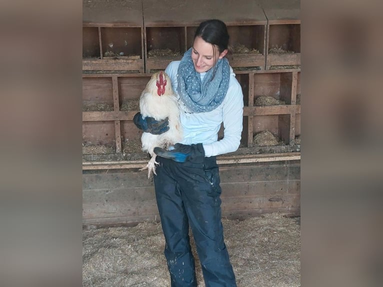 Offro servizio di pet sitting per gatti presso una famiglia di tutela animale.