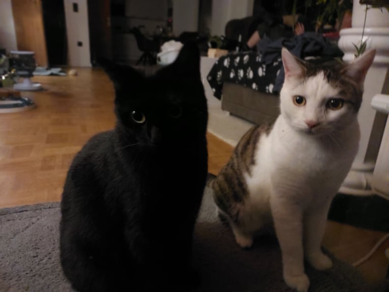 Offro servizio di pet sitting per gatti presso una famiglia di tutela animale.