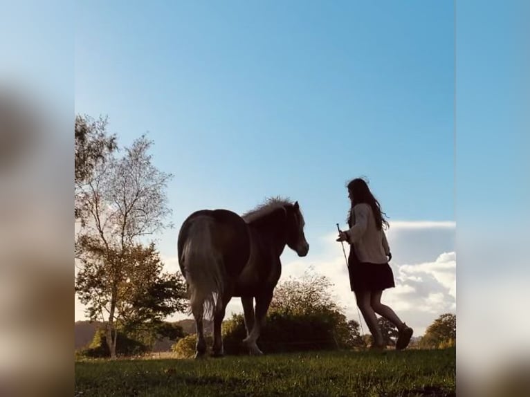 Suche kleine Reithalle oder Reitplatz zur Nutzung