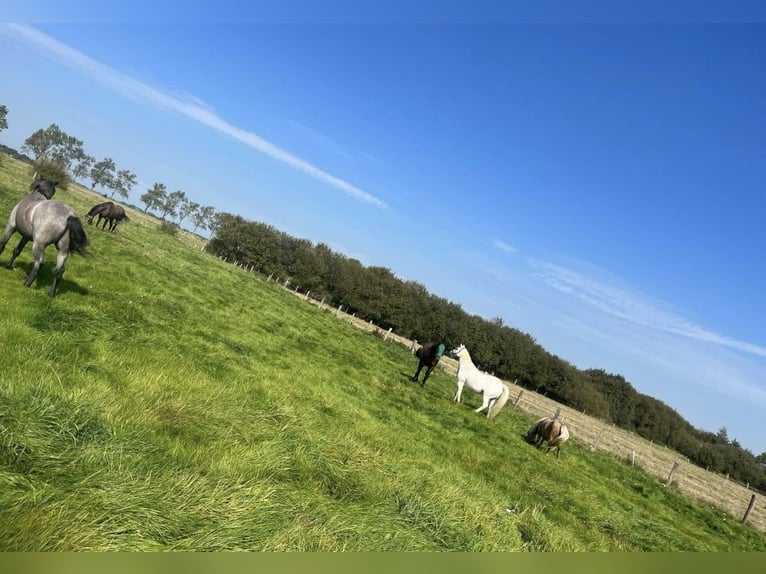 Aree di paddock estivo al Nordsee