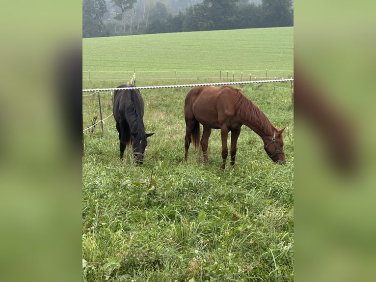 Bereiter/in mit oder ohne Prüfung
