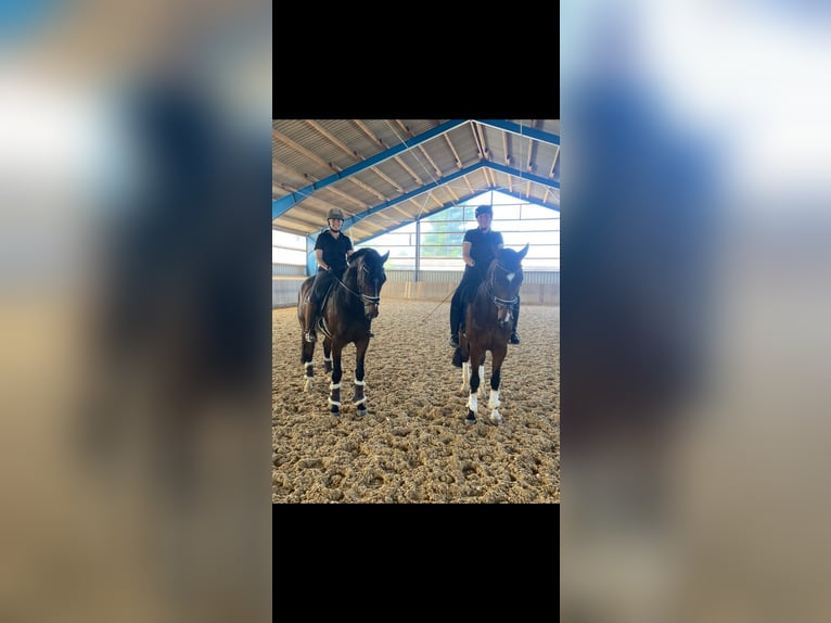 Bereiter/in mit oder ohne Prüfung