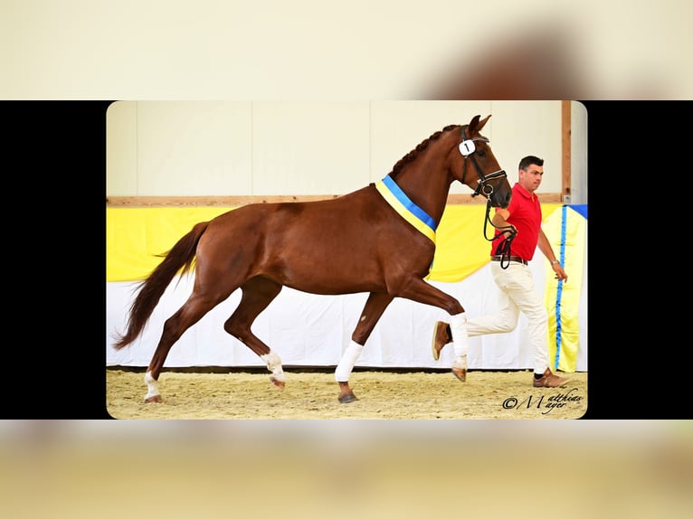 Cercasi giovani cavalieri per cavalli giovani