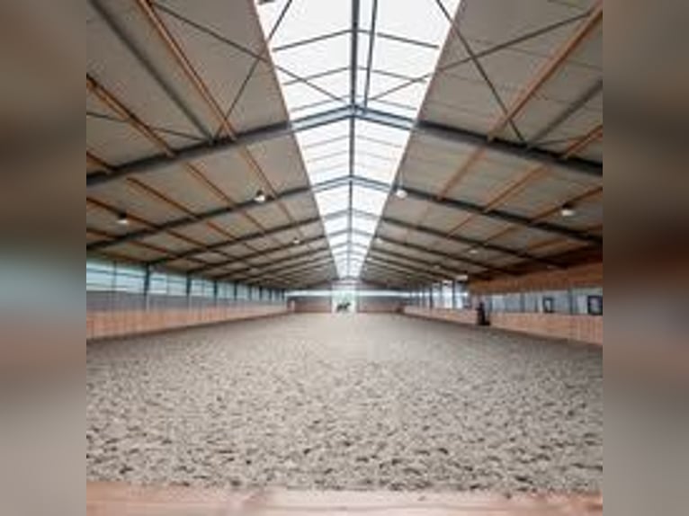 Opportunità di lavoro – Cavaliere di dressage
