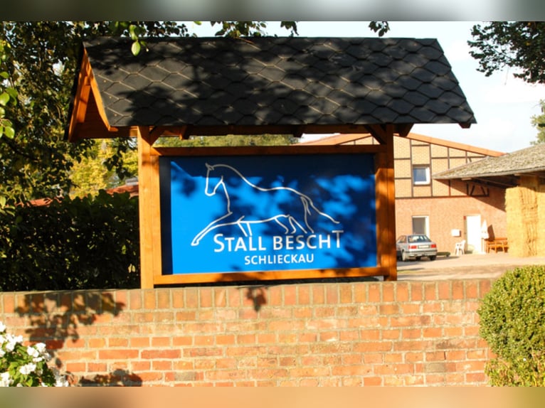 Pferdepfleger ( m / w ) gesucht