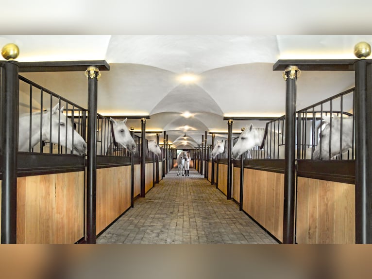Istruttore di equitazione e/o allenatore di cavalli (m/f/d)