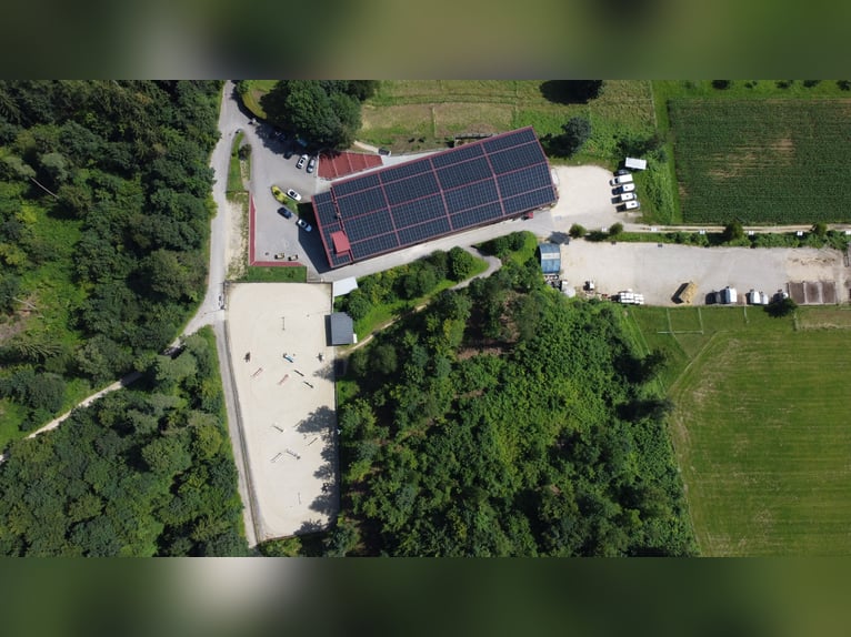 Istruttore/trice di equitazione o preparatore/trice 50-100%