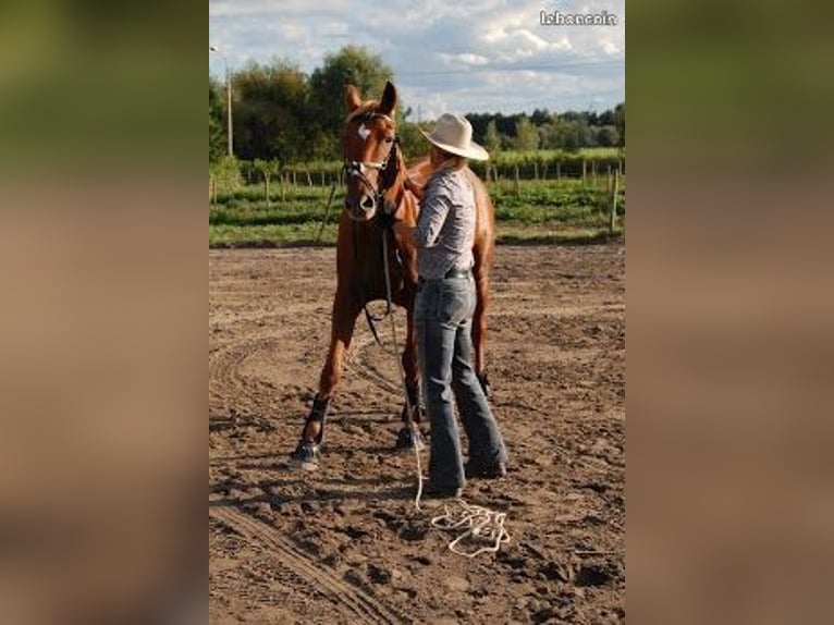 monitrice d'équitation à domicile comportementaliste équin