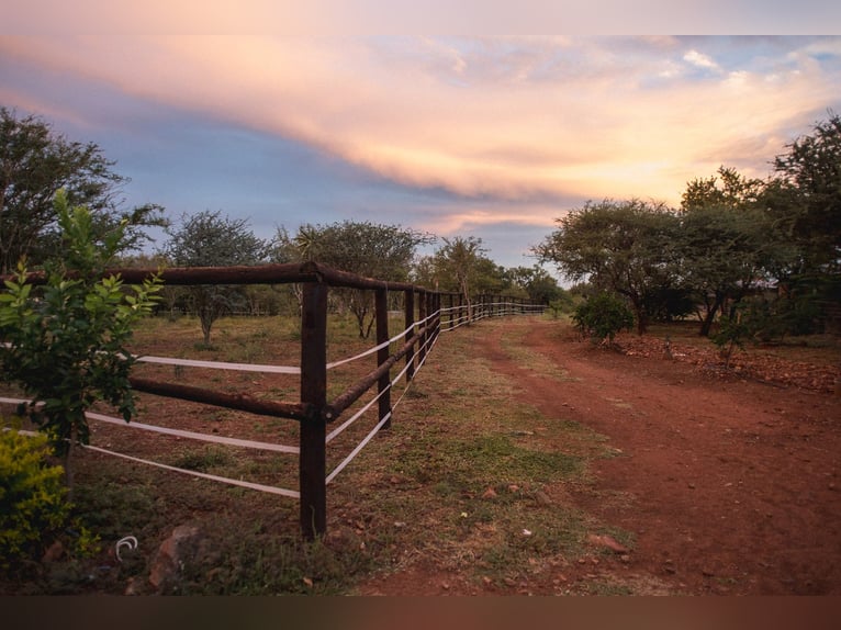 Reitlehrer*in / Pferdewirt*infür Reiterhof in Botswana in Dauerstellung