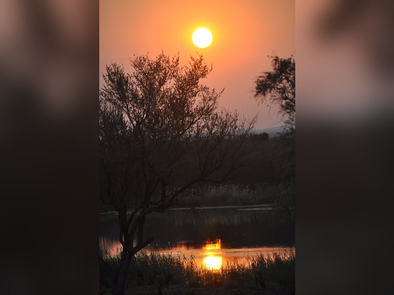 Reitlehrer*in / Pferdewirt*infür Reiterhof in Botswana in Dauerstellung