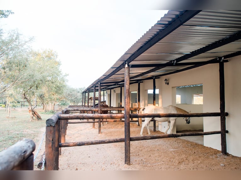 Reitlehrer*in / Pferdewirt*infür Reiterhof in Botswana in Dauerstellung