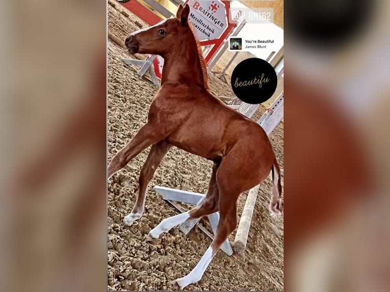 Cavaliere di salto ostacoli (uomo/donna/altro)