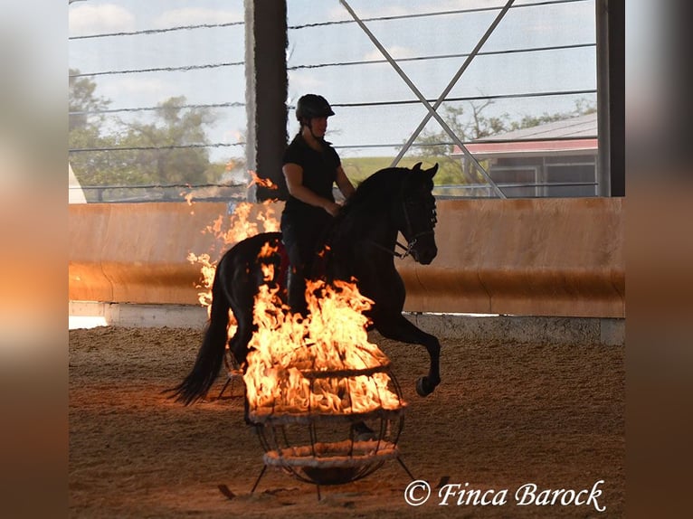 Cercasi istruttore/trice di dressage a Wiebelsheim