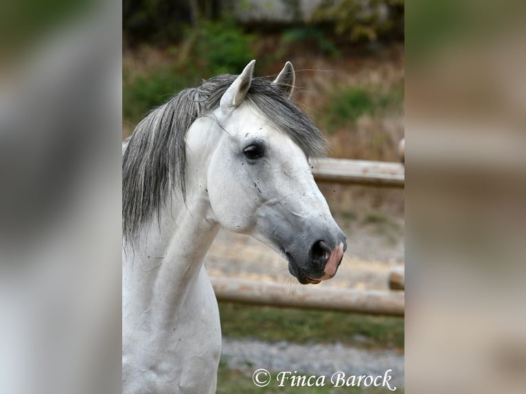 Cercasi istruttore/trice di dressage a Wiebelsheim