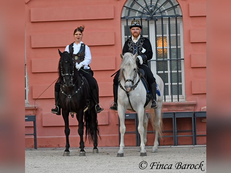 Cercasi istruttore/trice di dressage a Wiebelsheim