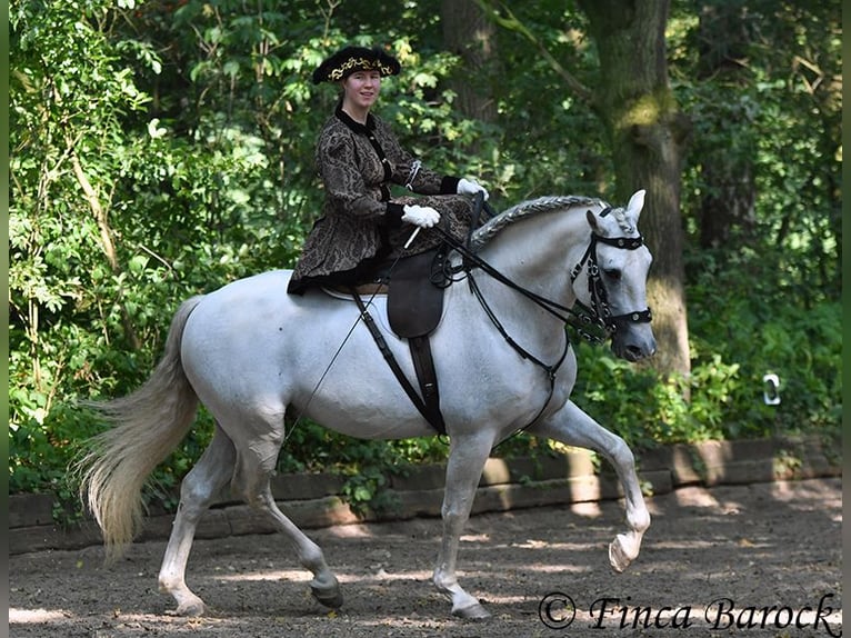 Cercasi istruttore/trice di dressage a Wiebelsheim