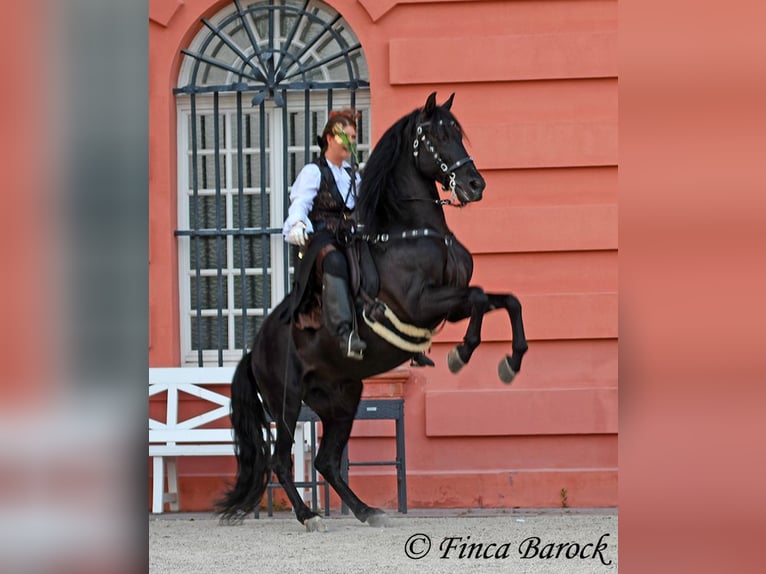 Cercasi istruttore/trice di dressage a Wiebelsheim