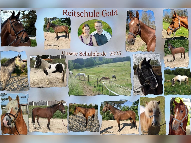 Mitarbeiter gesucht für unseren Pensions- und Reitschulbetrieb (Teilzeit oder Vollzeit)