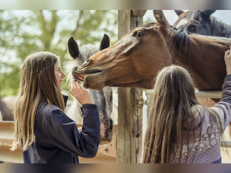 Cercasi apprendista come esperto di equitazione specializzato in assistenza e gestione degli animali