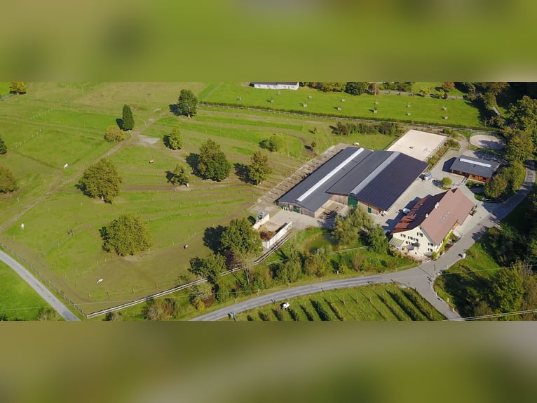 Esperto/a in medicina e cura dei cavalli, 50-100%, presso il Centro per la Salute e la Medicina Equi