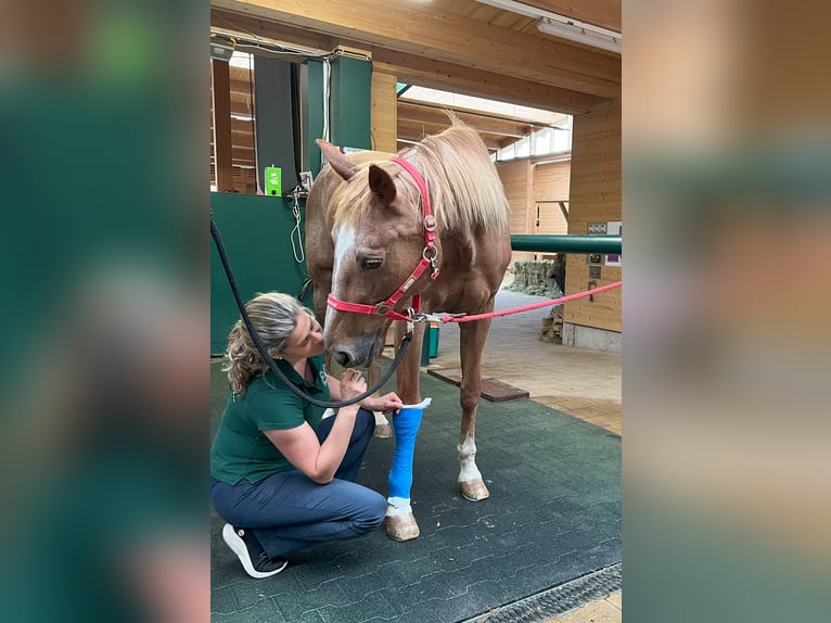 Esperto/a in medicina e cura dei cavalli, 50-100%, presso il Centro per la Salute e la Medicina Equi