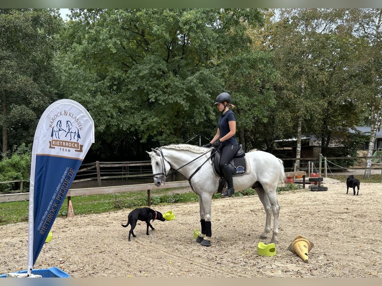 Tirocinio e vacanze con il cavallo, possibilità di formazione come addestratore di cavalli (pferdewi