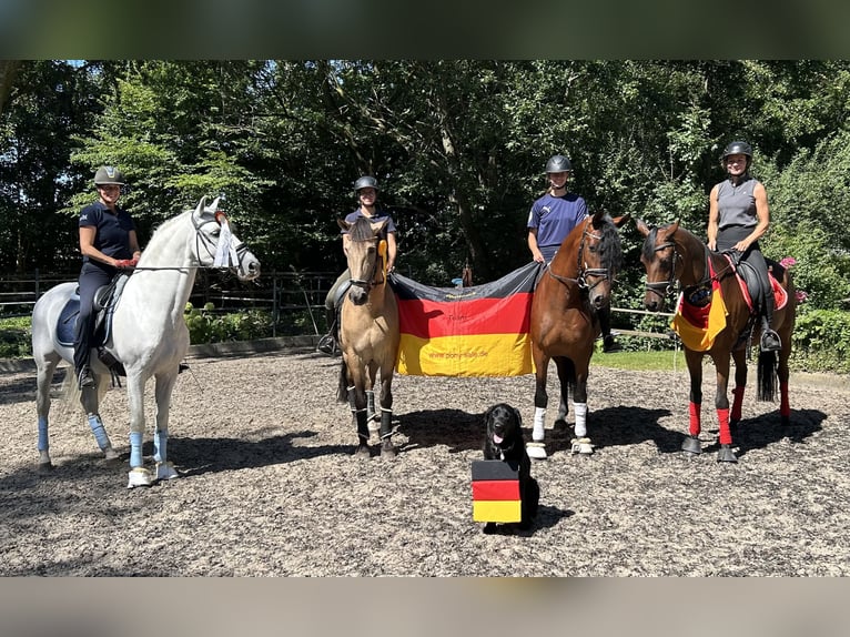 Tirocinio e vacanze con il cavallo, possibilità di formazione come addestratore di cavalli (pferdewi