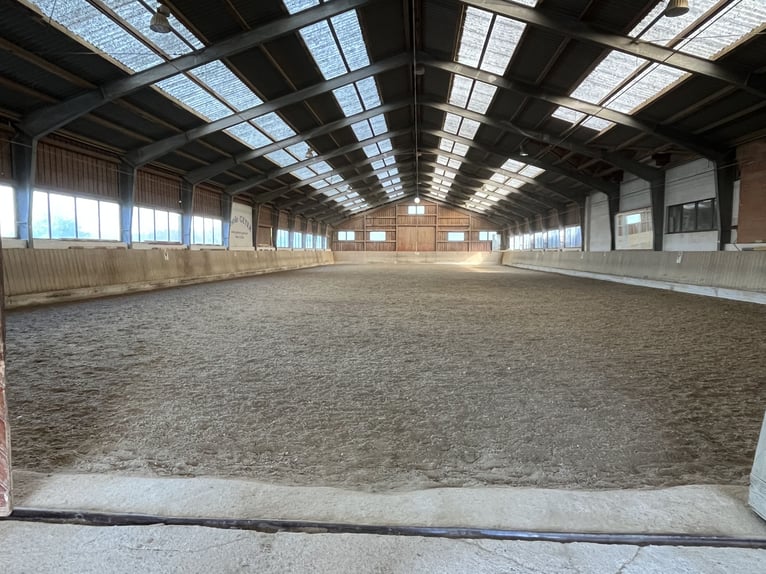 Pferdepfleger/ Jungpferdereiter