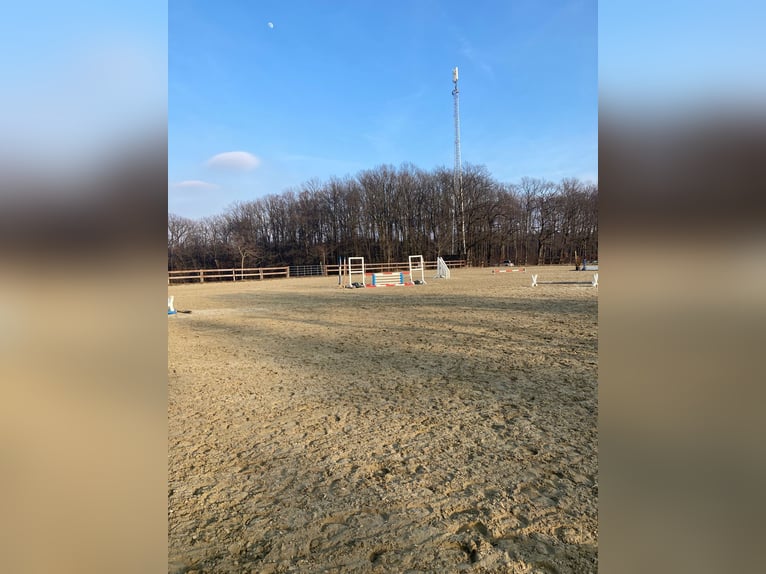 Pferdepfleger/ Jungpferdereiter