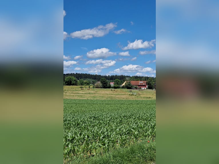 Praktikumsplatz ab sofort 