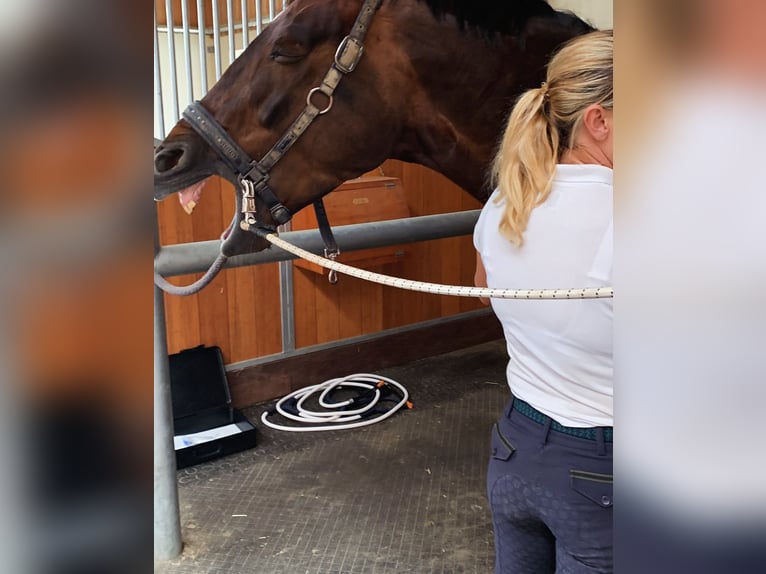 „Horse-Sitting“ und Pferdepflege!  Stallfrei mit gutem Gewissen im Raum München und Starnberg 