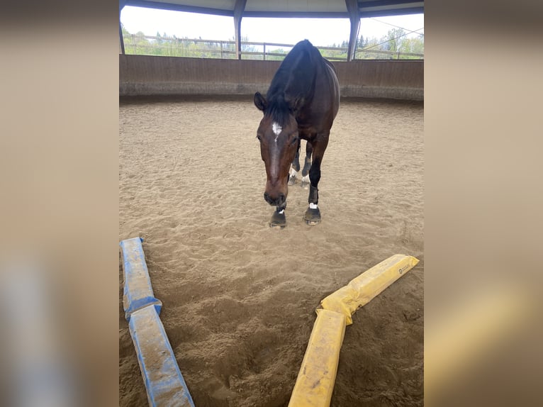 „Horse-Sitting“ und Pferdepflege!  Stallfrei mit gutem Gewissen im Raum München und Starnberg 