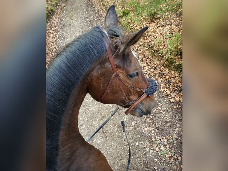 „Horse-Sitting“ und Pferdepflege!  Stallfrei mit gutem Gewissen im Raum München und Starnberg 