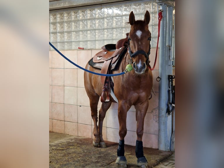 Westerntrainer Assistent - Reining 