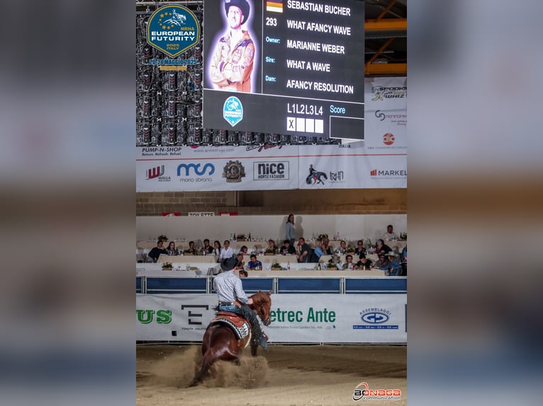 Westerntrainer Assistent - Reining 