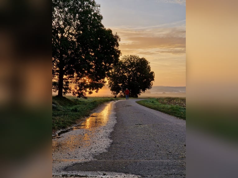 Westerntrainer Assistent - Reining 