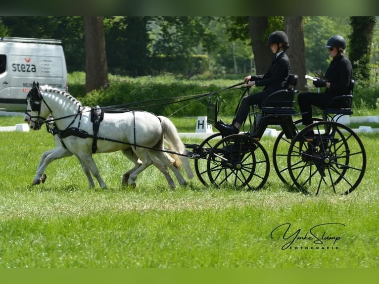 Presentatie wagen voor pony's 